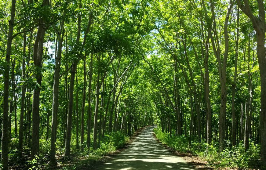 Exploring Salagdoong Siquijor's ManMade Forest