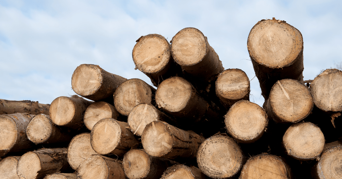 Lumber Prices Crashing What To Do Now