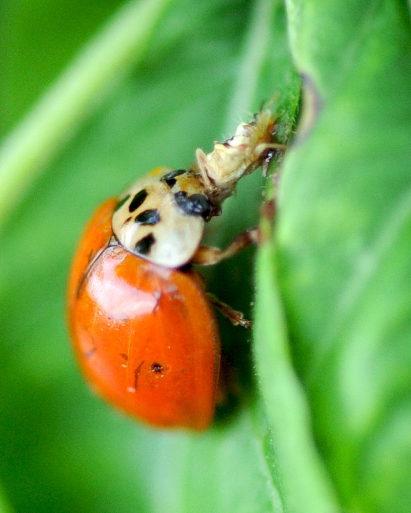 Ladybug eating and aphid SecureLawn Murfreesboro, Tennessee