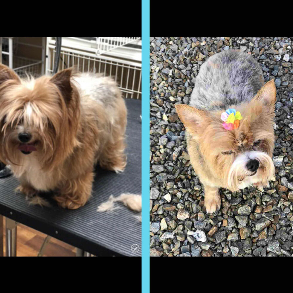 Gallery LovinCare Pet Grooming