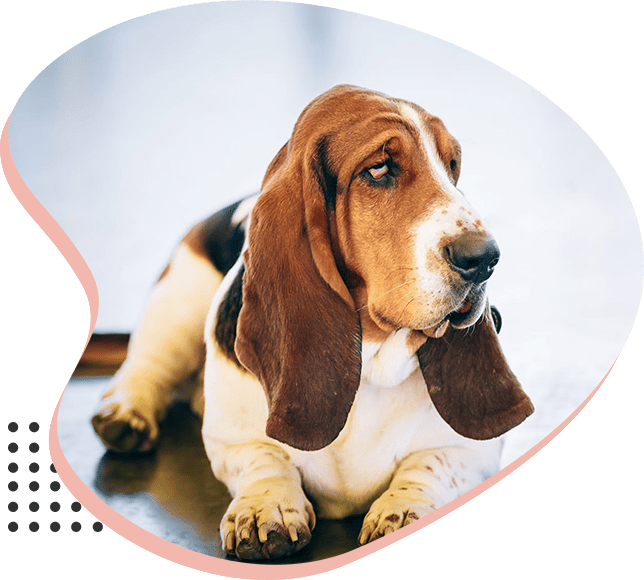 Basset Hound Rescue in AZ Arizona Basset Hound Rescue