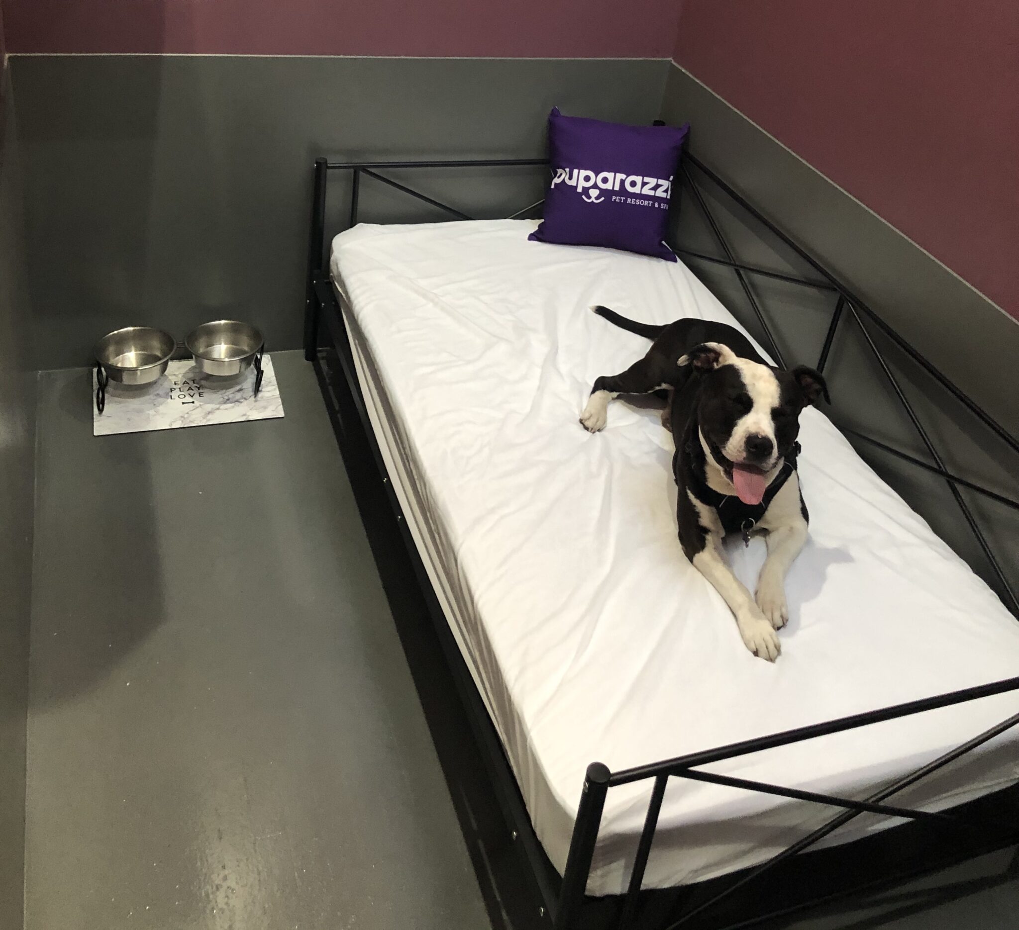 Los Angeles Dog Hotel Top Dog Hotel In LA Luxury Dog Hotel
