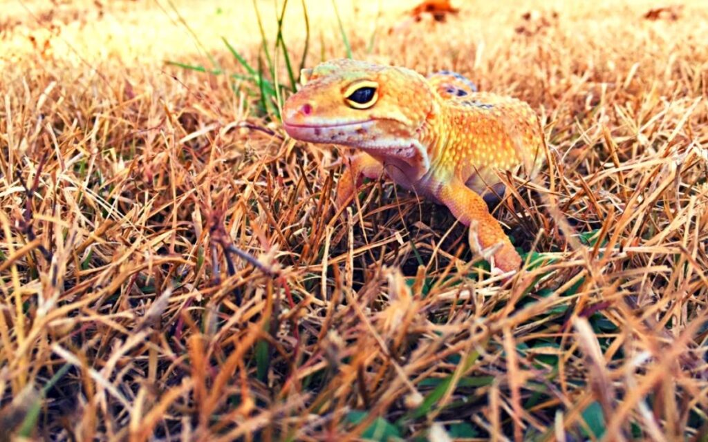 Are Leopard Geckos Nocturnal When are These Reptiles Most Active