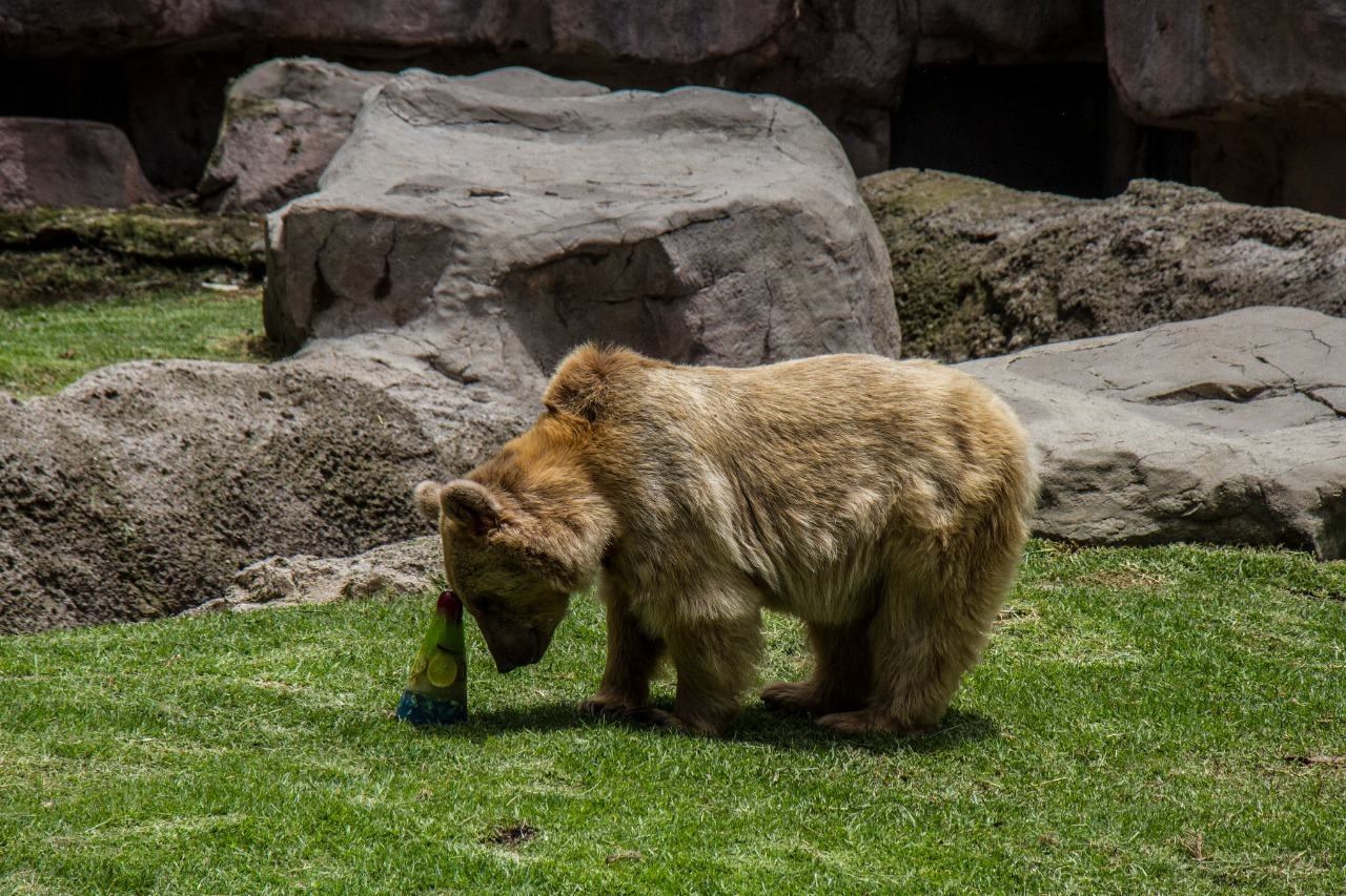 Fomentan zoológicos de la ciudad bienestar animal con el