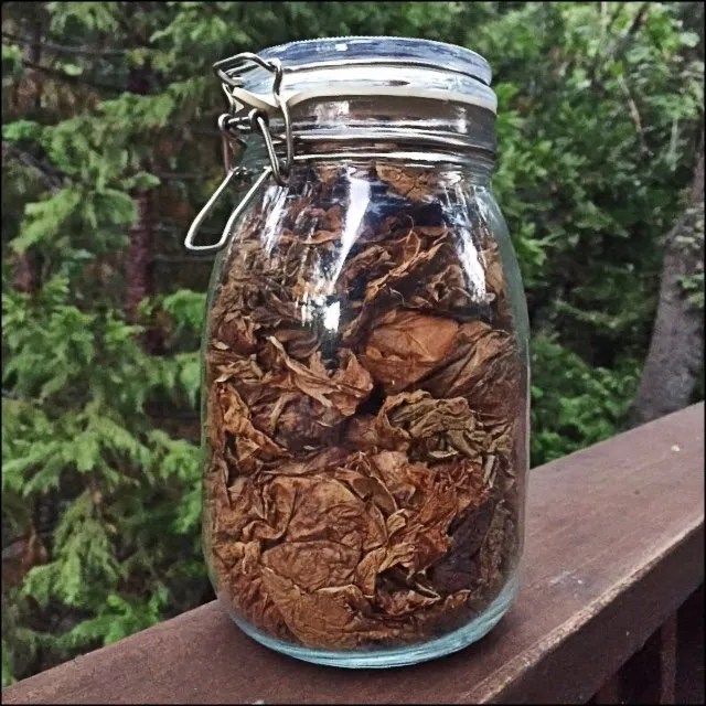 Growing Tobacco at Home 2nd Season of bright Virginias in California