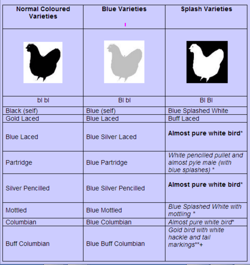 Inheritance of Blue Colour in Chickens Wyandottes Chickens