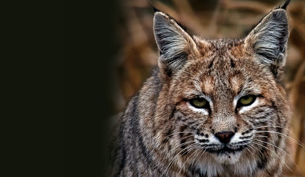 Our Incredible Wildlife Sedona Monthly