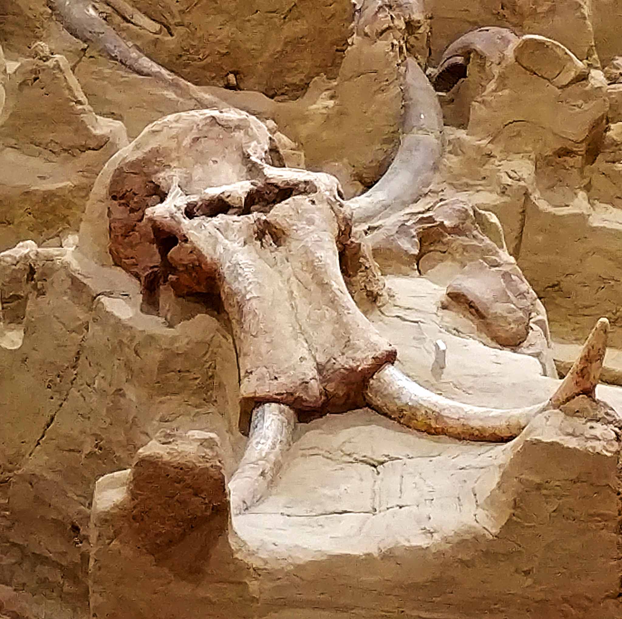 Mammoth SiteIndoor Paleontological Site See Hawks