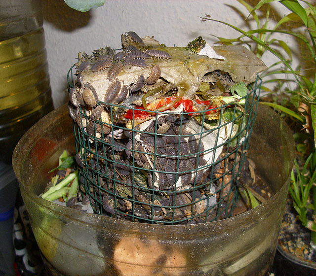 SchneckenForum • Thema anzeigen kellerasseln züchten für