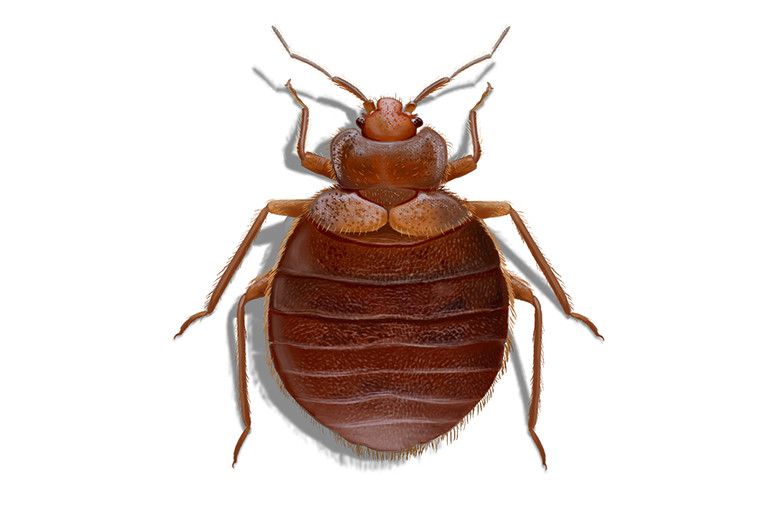 Bugging out about city council’s bed bug bill (via https//www.inquirer