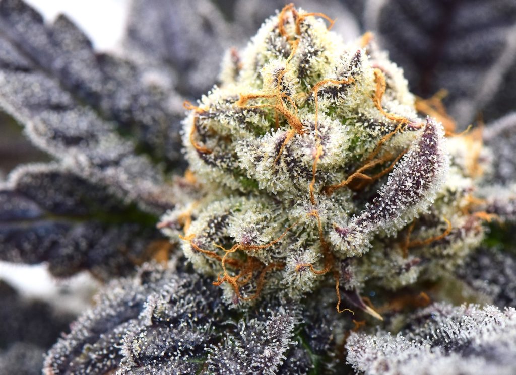 Papaya Punch SEEDCLOUD