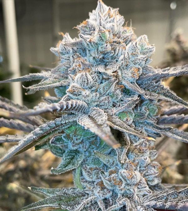 Zkittlez x Animal Cookies SEEDCLOUD