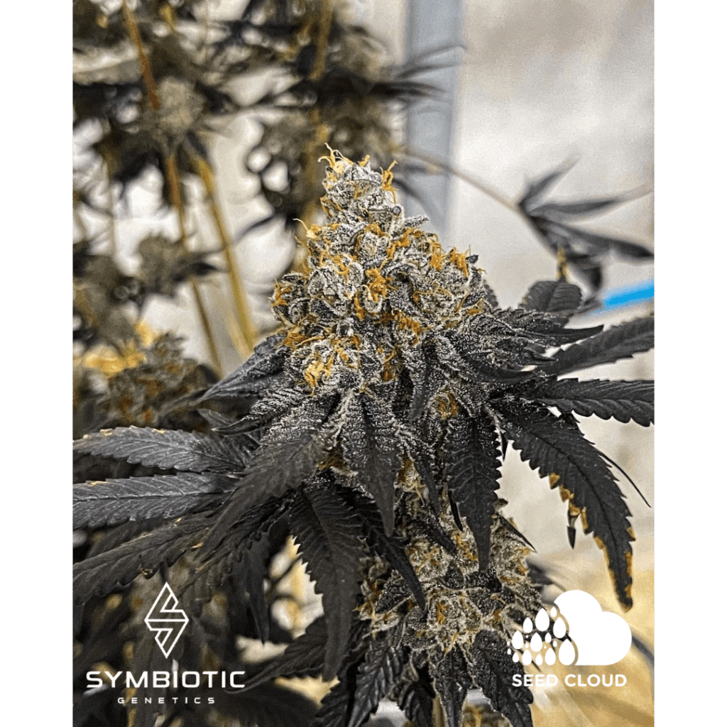 Miracle Fruit SEEDCLOUD