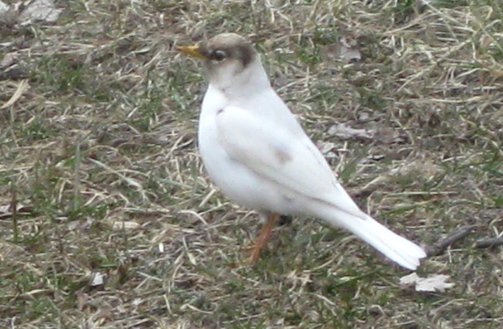 Albino Robin 2011