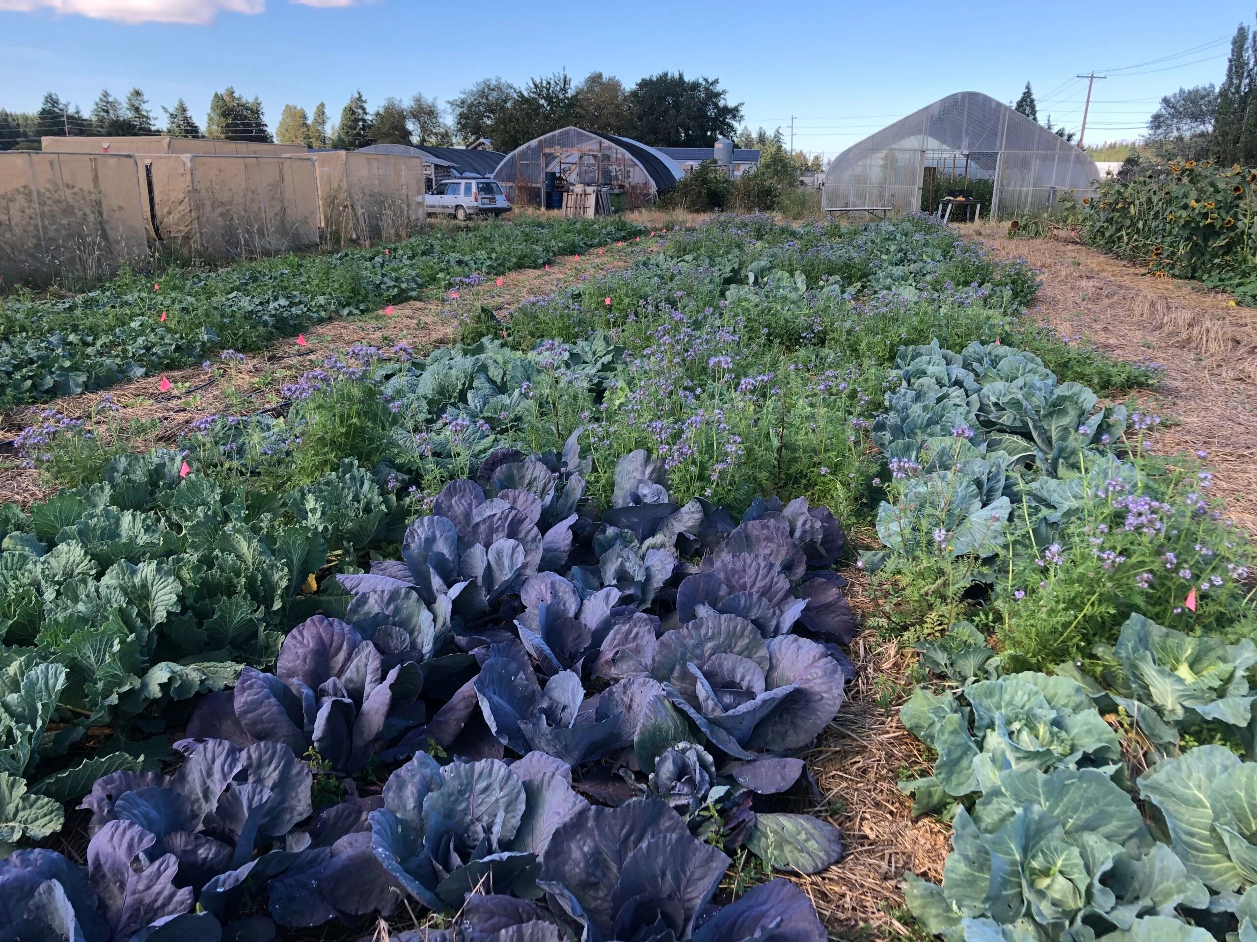 Help Protect Seed Growers in the Willamette Valley! Organic Seed Alliance