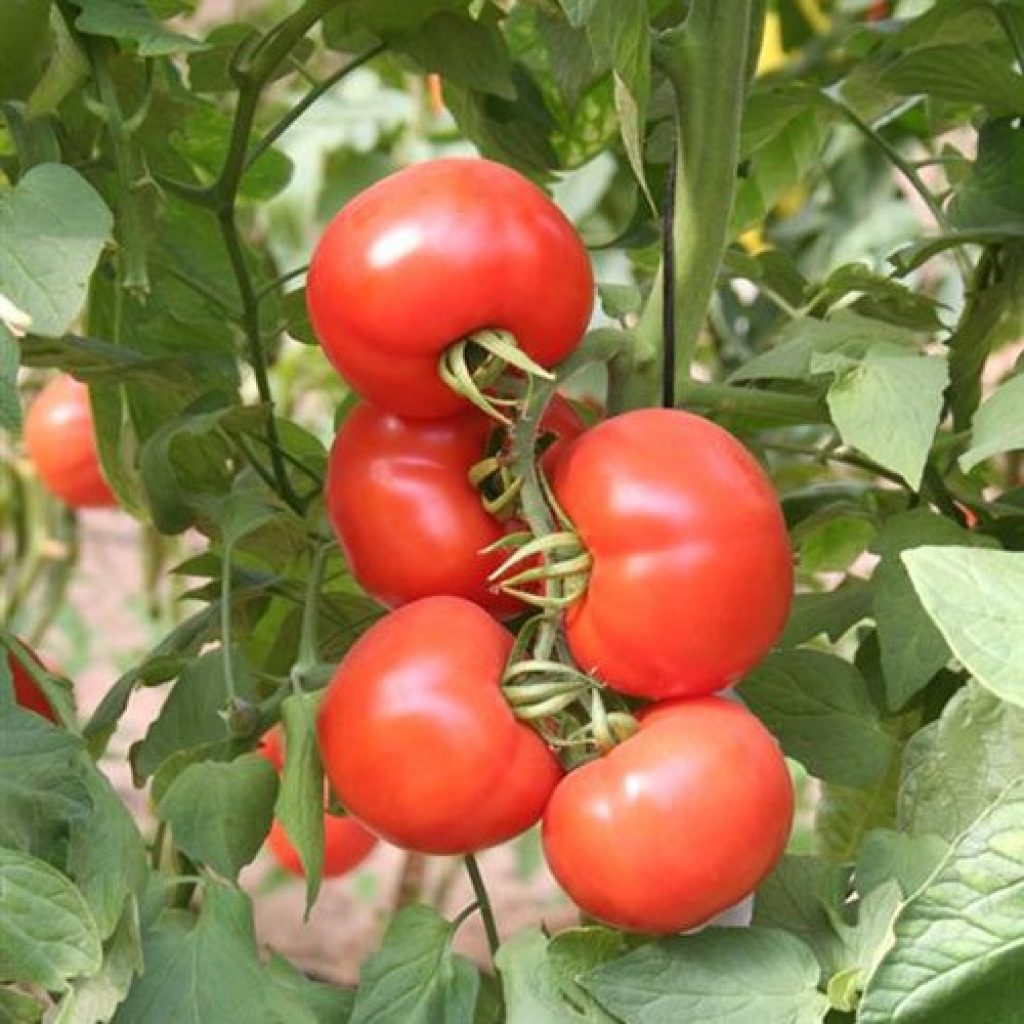 PHILO Vegetable Seeds