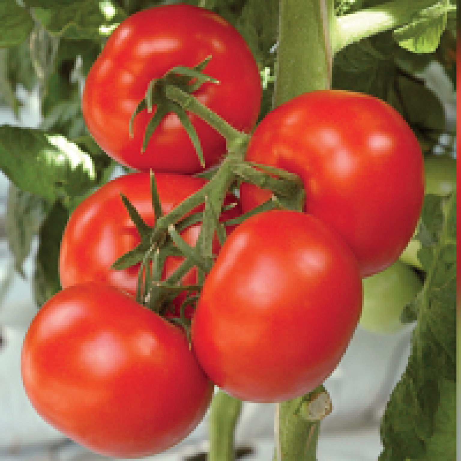 Tomato Origami F1 Vegetable Seeds