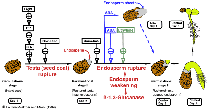 The Seed Biology Place Plant Hormones