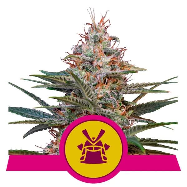 Buy Seeds Online from Seed Cellar for the Best Cannabis!