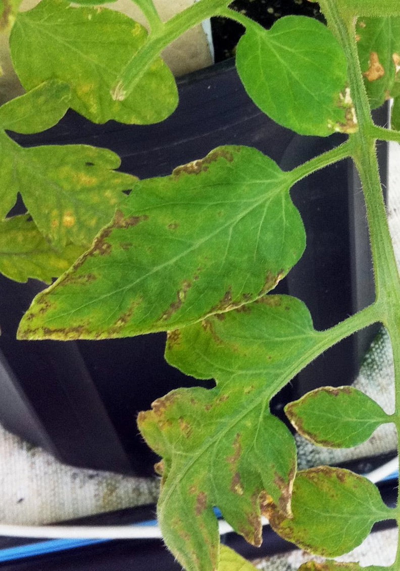 nutrient management tomato plants