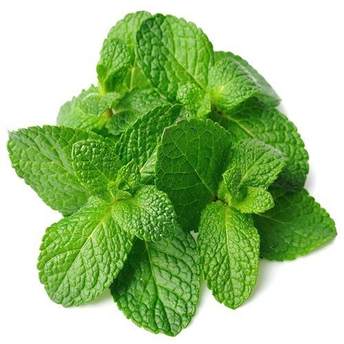 Fresh Mint Seedle Farms