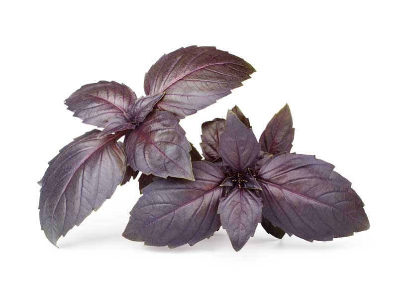Basil Dark Opal Herb Seeds NonGMO & No Chemical Treatment