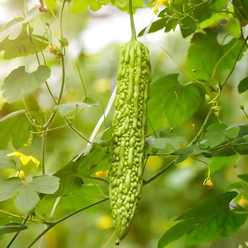 Buy Bitter Gourd Seeds at Best Price SeedPlex.in