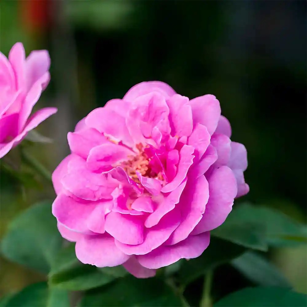 Buy Damascus Rose (Scented Rose) Plant at Best Price SeedPlex.in