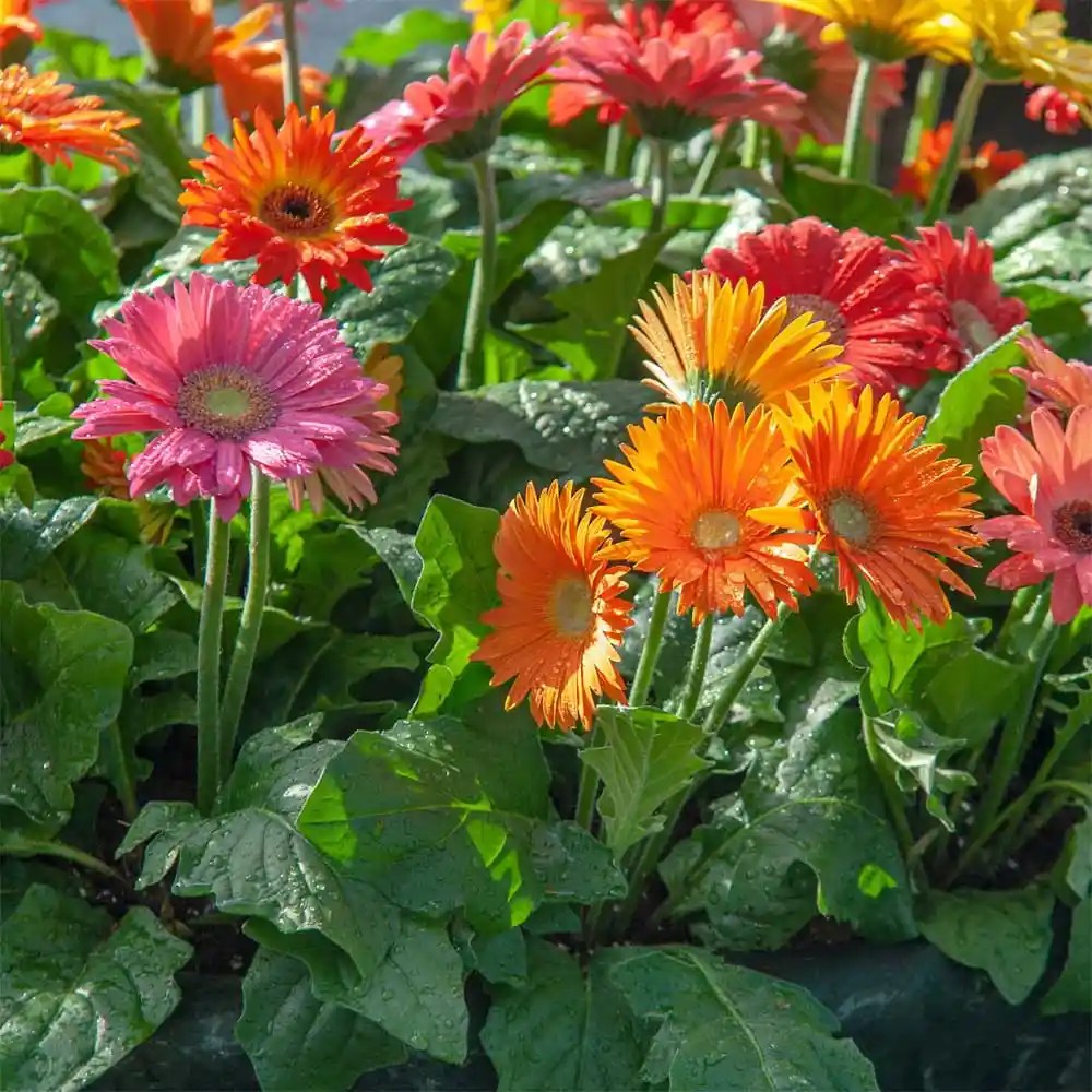 Buy Gerbera Plant at Best Price SeedPlex.in