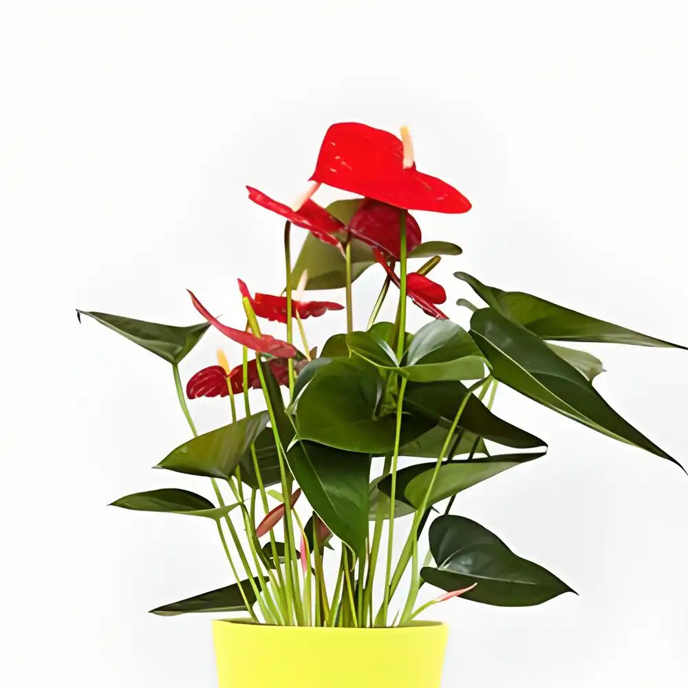 Buy Anthurium (Red) Plant at Best Price SeedPlex.in