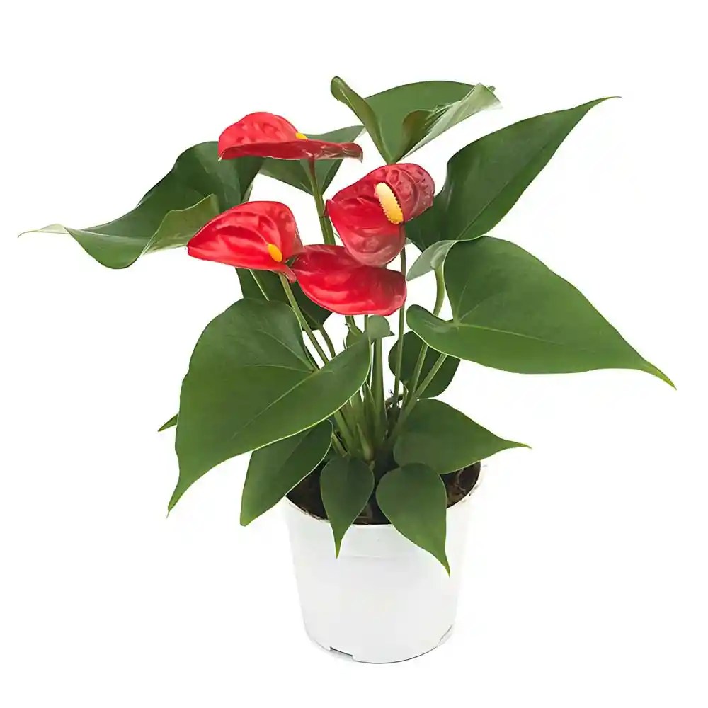 Buy Anthurium Plants at Best Price SeedPlex.in