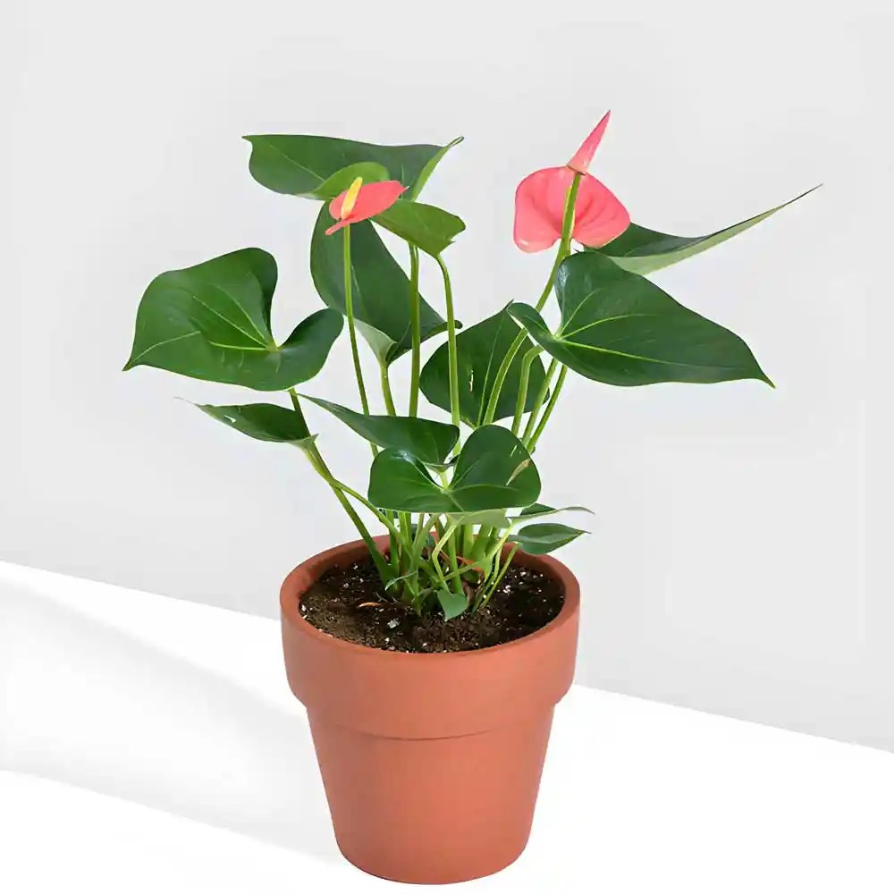 Buy Anthurium (Pink) Plant at Best Price SeedPlex.in