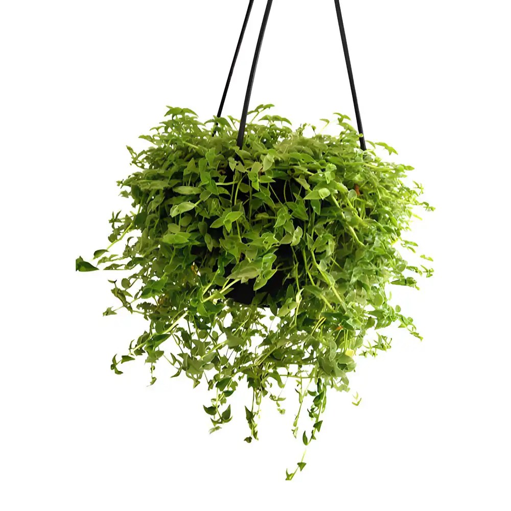 Buy Turtle Vine (Callisia Repens Gold) Plant at Best Price SeedPlex.in