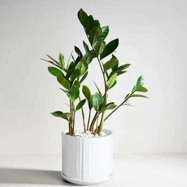 Buy ZZ Plant (Zamioculcas Zamiifolia) Plant at Best Price SeedPlex.in