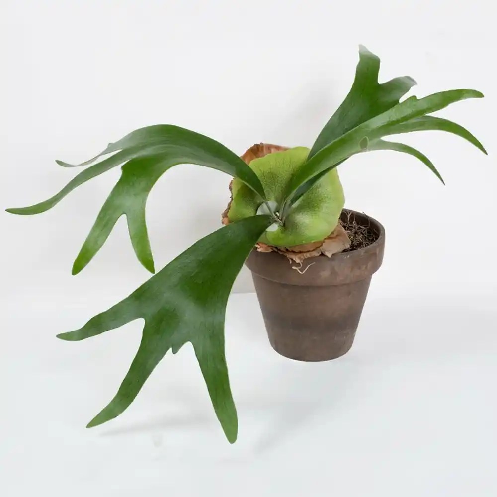 Buy Staghorn Fern Plant at Best Price SeedPlex.in