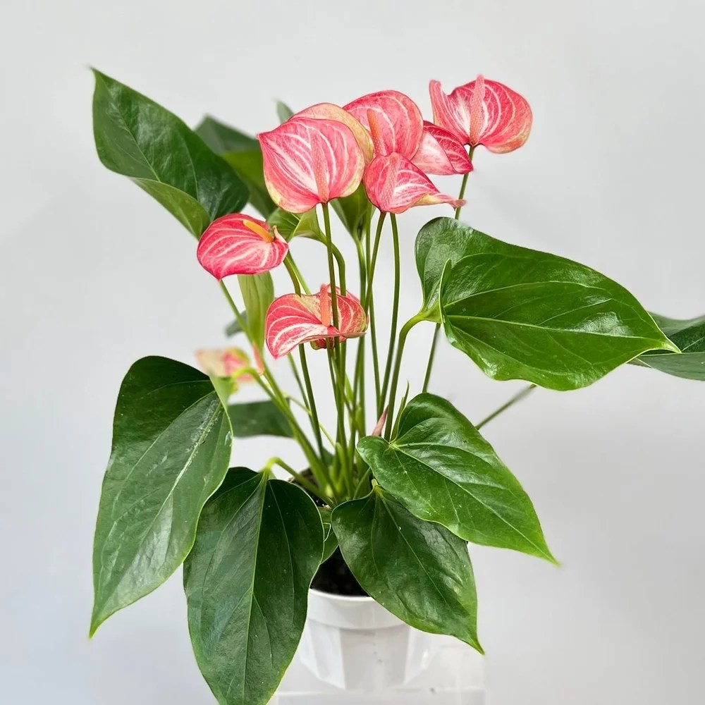 Buy Anthurium (Livium Red) Plant at Best Price SeedPlex.in