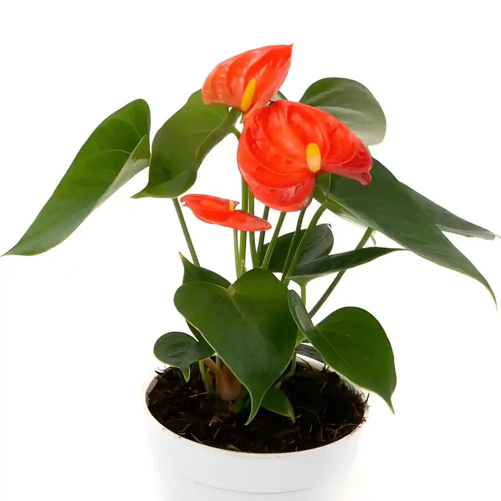 Buy Anthurium Stilo Plant at Best Price SeedPlex.in