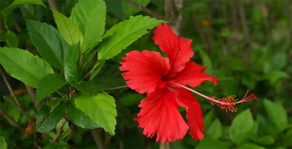 Everything You Need to Know About Caring for Hibiscus Plants SeedPlex