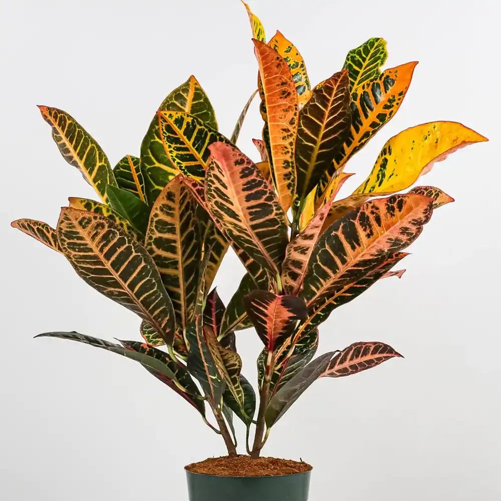 Buy Croton Variegatum Magnificent Plant at Best Price SeedPlex.in
