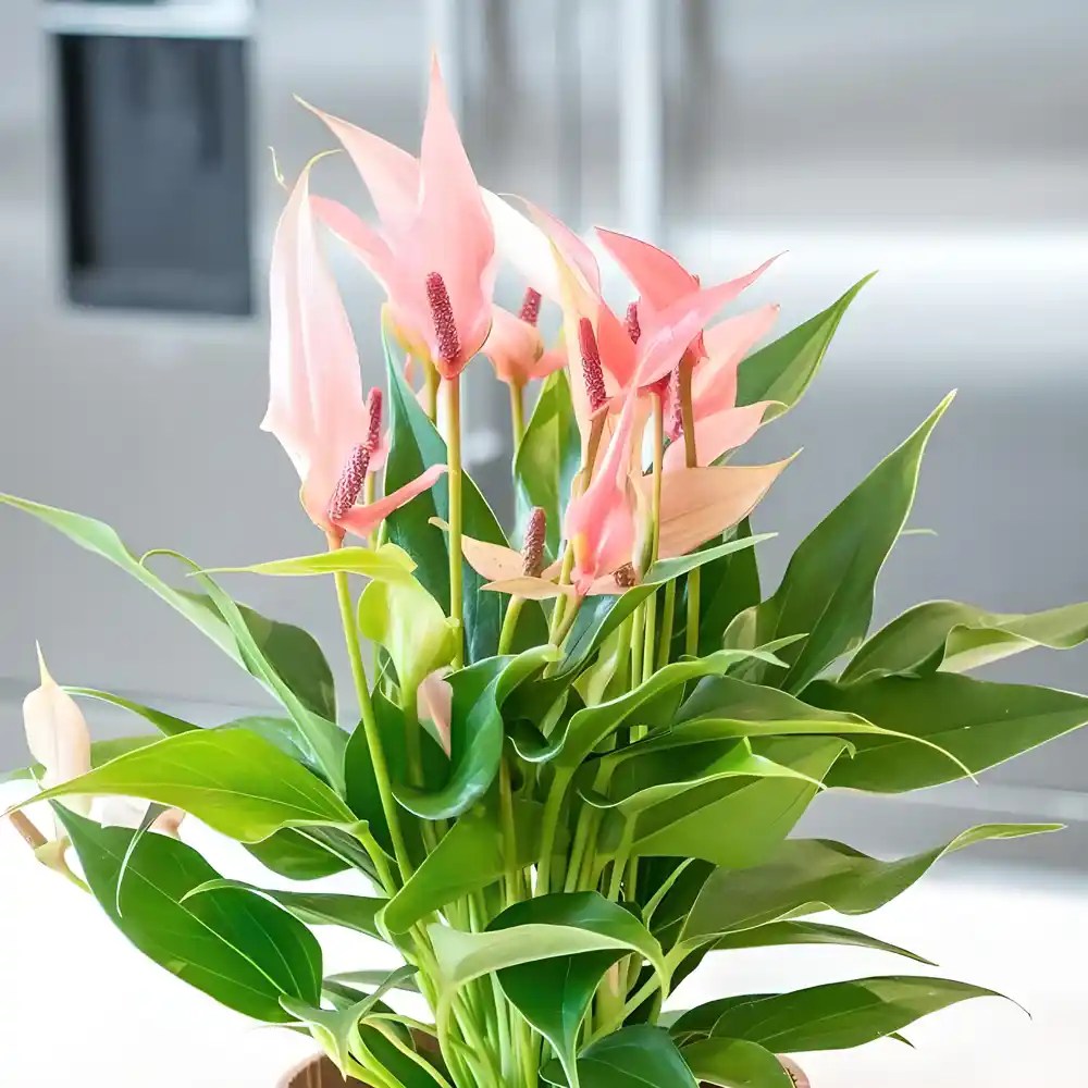 Buy Anthurium Champion Lilli (Pink) Plant at Best Price SeedPlex.in