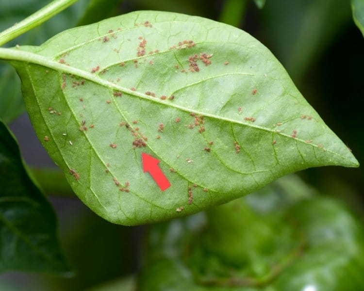 Mint Leaves Turning Black Or Black Spots? (Causes & How to Fix Each)
