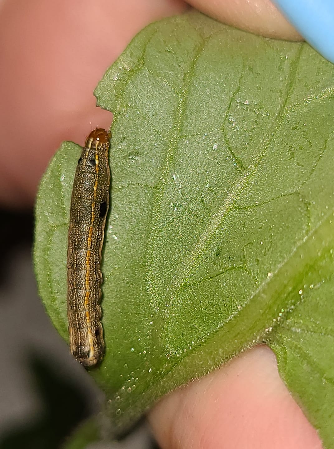 How to Get Rid of Hornworms (+3 Other Tomato Worms to Watch for)