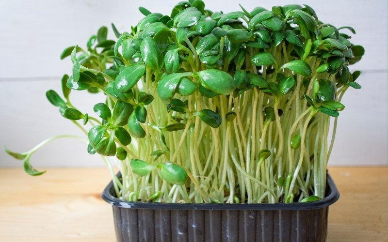 41+ Fun Types of Microgreens to Try Growing