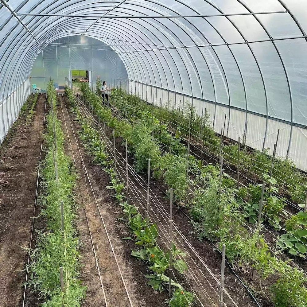 The Best Greenhouse Plastic in 2022 (& Buyer's Guide)