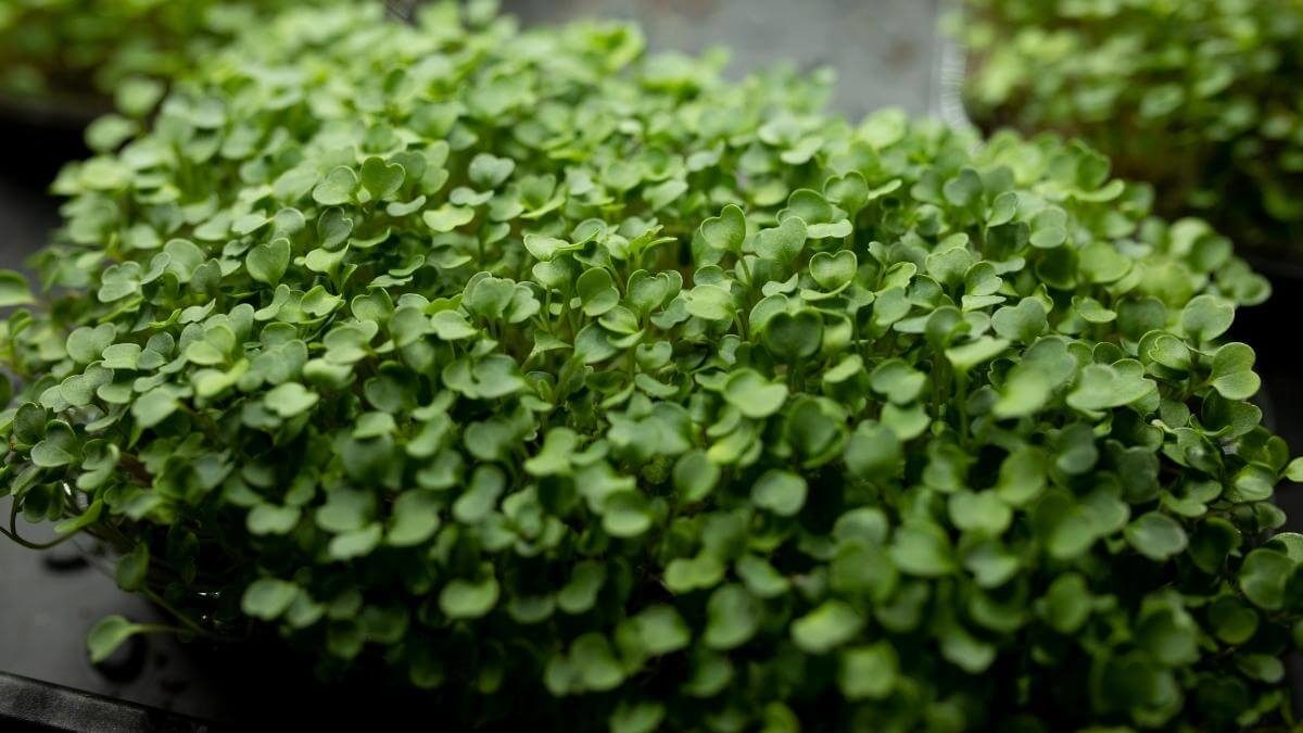 Broccoli Microgreens Growing & What to Look Out For