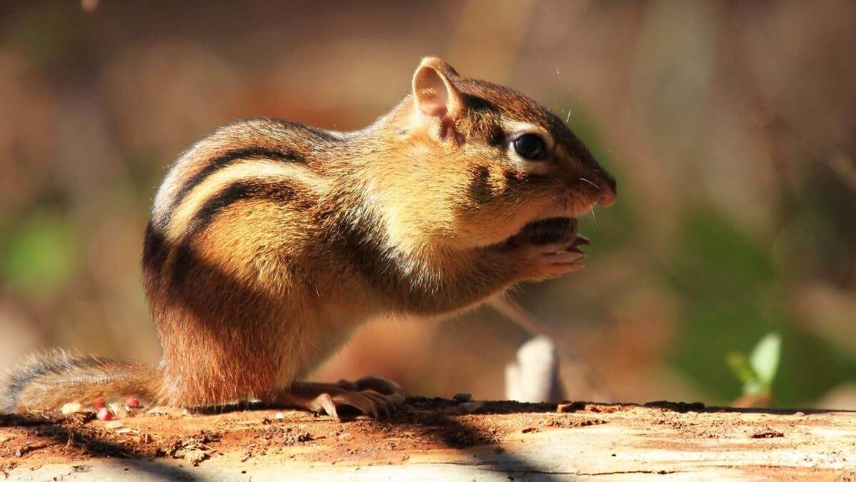 7 Animals That Eat Potatoes (& How to Keep Them Out of the Garden)