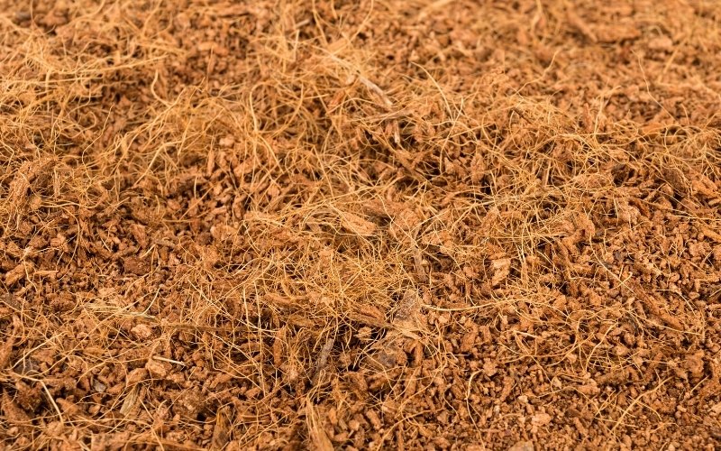 11 Best Growing Medium for Microgreens in 2022