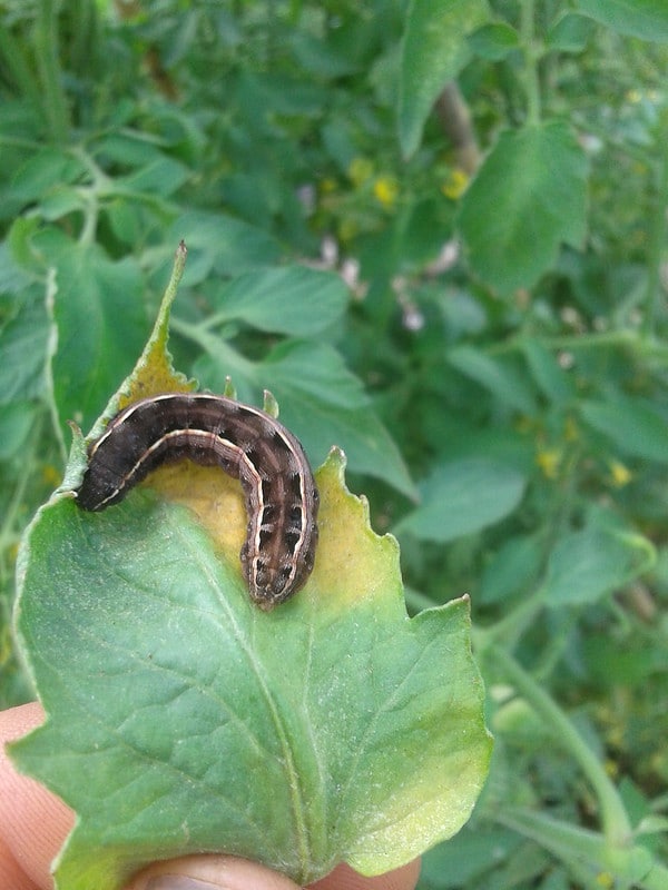 How to Get Rid of Hornworms (+3 Other Tomato Worms to Watch for)