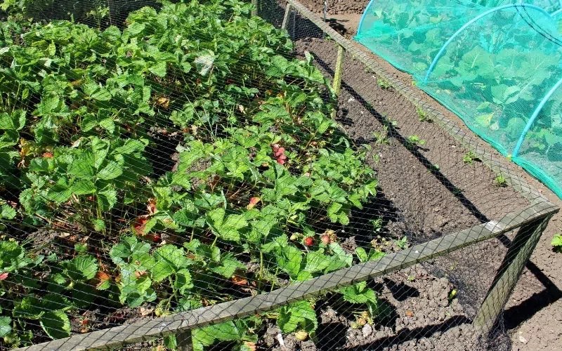 Do Deer Eat Asparagus? (& 5 Ways to Keep Them Out of the Garden)