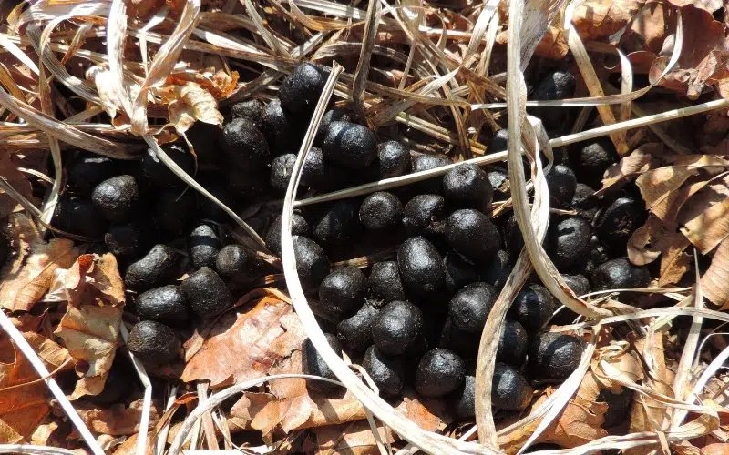 Do Deer Eat Asparagus? (& 5 Ways to Keep Them Out of the Garden)